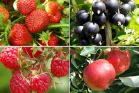 АССОРТИМЕНТ ПЛОДОВО-ЯГОДНЫХ И ДЕКОРАТИВНЫХ КУЛЬТУР НА ОСЕНЬ 2014 ГОДА