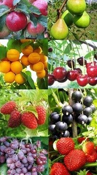 АССОРТИМЕНТ ПЛОДОВО-ЯГОДНЫХ И ДЕКОРАТИВНЫХ КУЛЬТУР НА ОСЕНЬ 2015 ГОДА