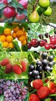 АССОРТИМЕНТ ПЛОДОВО-ЯГОДНЫХ И ДЕКОРАТИВНЫХ КУЛЬТУР НА ОСЕНЬ 2015 ГОДА